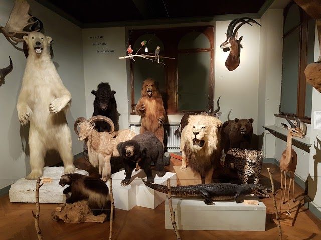 Musée zoologique